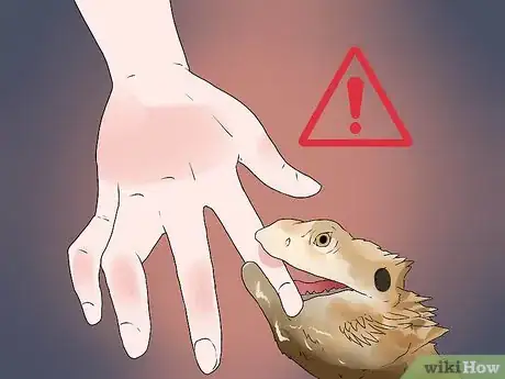 Image titled Tame a Bearded Dragon Step 2