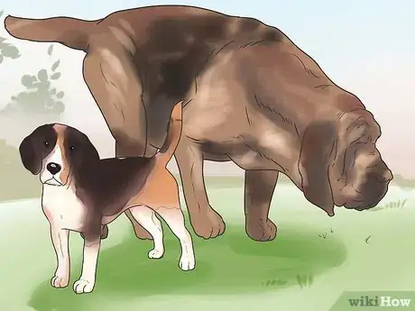 Image titled Learn Breeds of Dogs Step 4