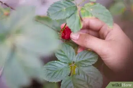 Image titled Tell Raspberries and Blackberries Apart Step 1