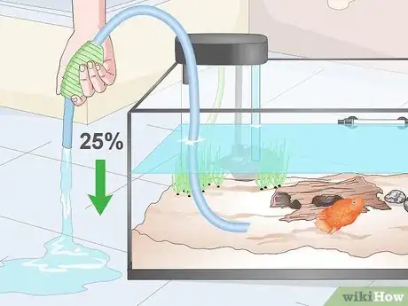 Image titled Keep Parrot Cichlids Step 11