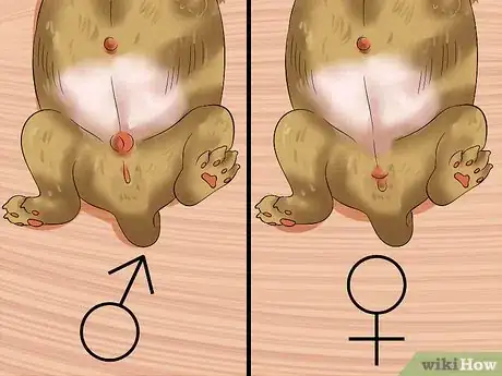 Image titled Determine the Sex of Puppies Step 9