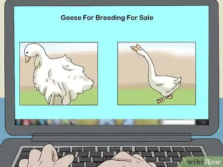 Image titled Breed Geese Step 4