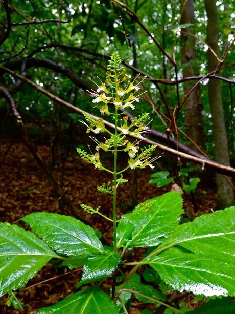 Image titled Collinsonia_canadensis