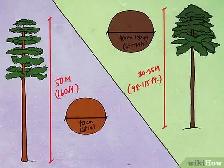 Image titled Tell the Difference Between a Loblolly and Longleaf Pine Step 4