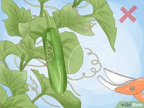 Image titled Prune Cucumber Plants Step 12