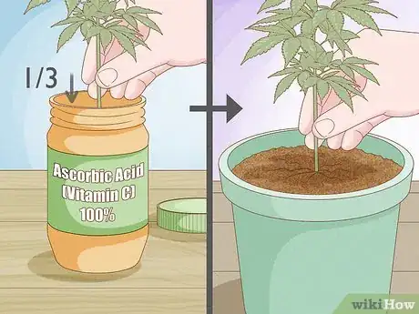 Image titled Clone a Marijuana Plant Without Rooting Hormone Step 10