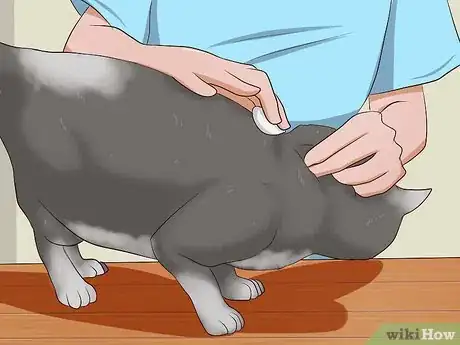 Image titled Give a Cat an Injection Step 4