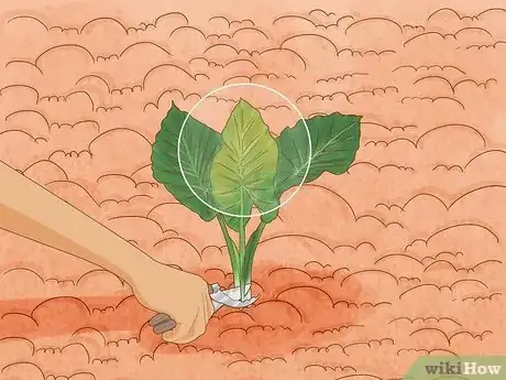 Image titled Grow Elephant Ear Plants Step 13