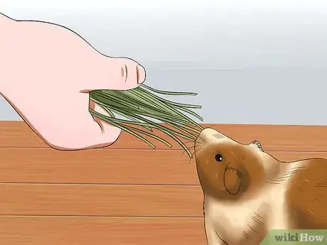 Image titled Get Your Guinea Pig to Trust You Step 8