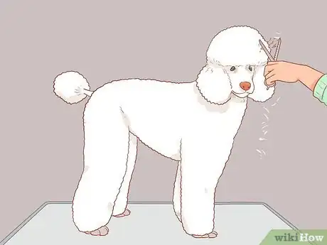 Image titled Full Scissor a Poodle by Hand Step 19