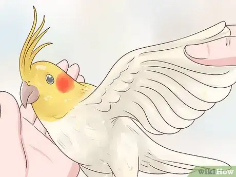 Image titled Know if a Cockatiel Is Right for You Step 12