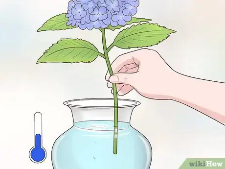 Image titled Cut Hydrangea Blooms Step 15