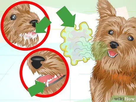 Image titled Keep Your Yorkie's Teeth Clean Step 18