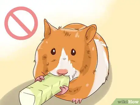 Image titled Treat Diarrhea in Hamsters Step 1