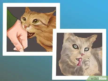 Image titled Diagnose Feline Skin Problems Step 3