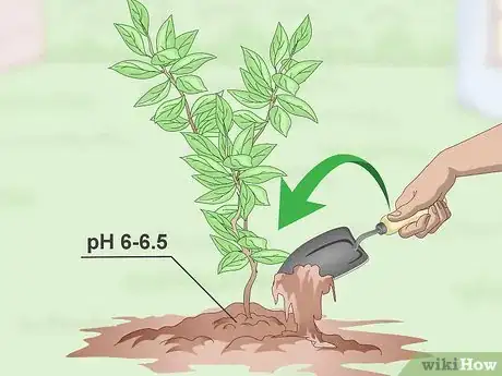 Image titled Germinate Tree Seeds Step 20