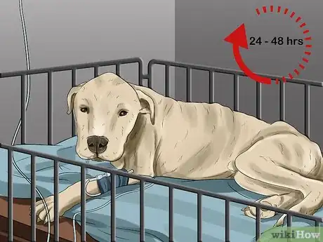 Image titled Treat Pyometra in Dogs Step 6