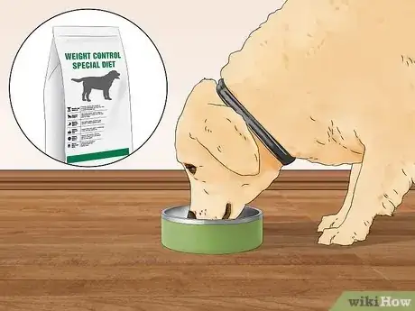 Image titled Treat Obesity in Labrador Retrievers Step 2