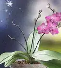 Grow Orchids in a Greenhouse