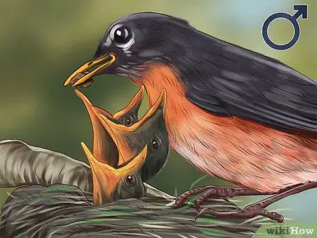 Image titled Tell a Male Robin from a Female Robin Step 10