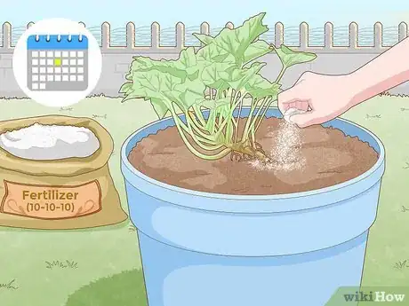 Image titled Grow Zucchini in Pots Step 9