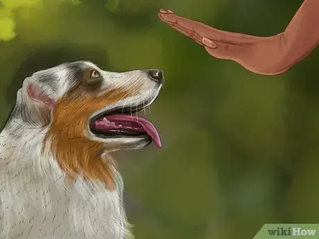 Image titled Identify an Australian Shepherd Step 11