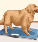 Help Your Dog Lose Weight