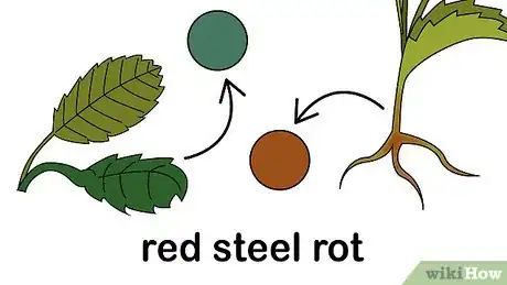 Image titled Identify and Treat Strawberry Diseases Step 1