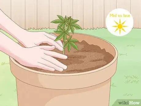 Image titled Grow Autoflowers Outdoors Step 1