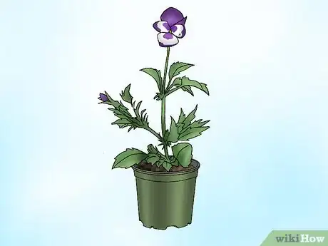 Image titled Make Pansies Bloom Again Step 1