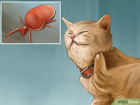 Image titled Get Rid of Harvest Mite Infestations in Cats Step 1