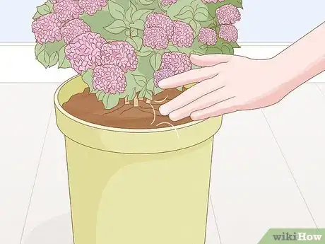 Image titled Grow Hydrangeas in a Pot Step 8