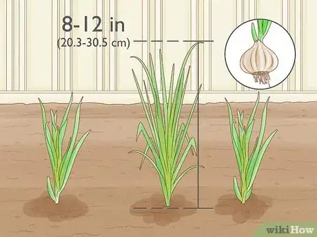 Image titled Grow Chives Step 2