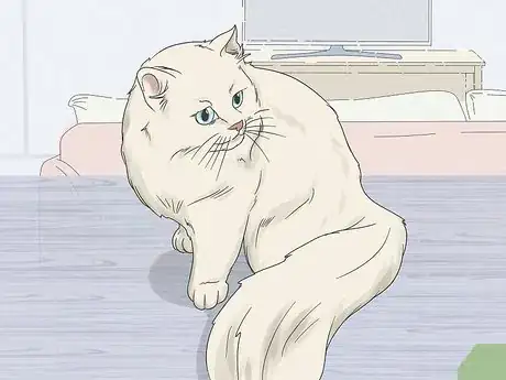 Image titled Convince Your Man to Get a Cat Step 1