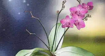 Grow Orchids in a Greenhouse