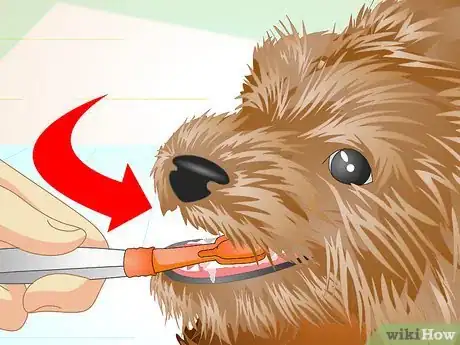 Image titled Keep Your Yorkie's Teeth Clean Step 10