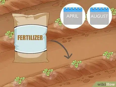 Image titled Grow Strawberries from the Seed Step 12