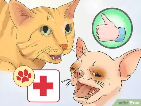 Image titled Eliminate Tear Stains on Cats and Dogs Step 10