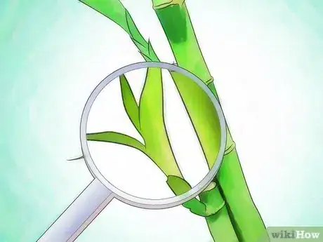 Image titled Grow Lucky Bamboo Step 11