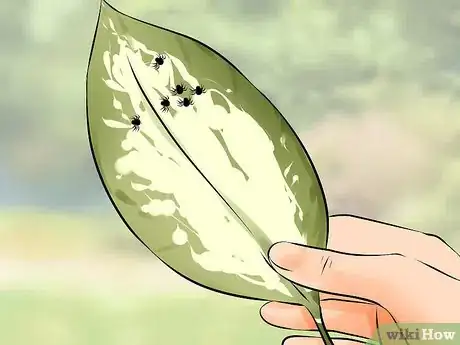 Image titled Get Rid of Spider Mites Step 3