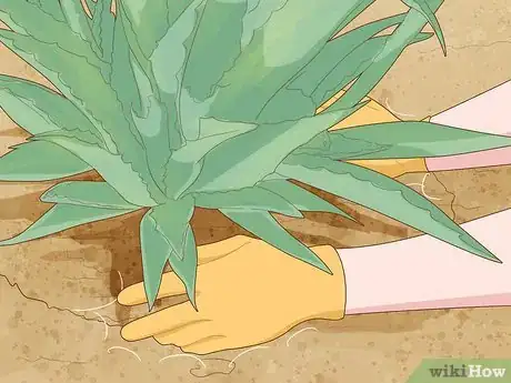 Image titled Remove Agave Pups from the Mother Plant Step 6