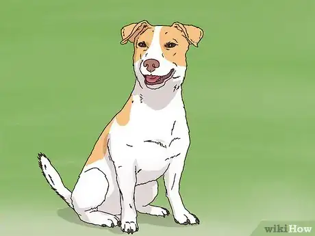 Image titled Choose a Jack Russell Puppy Step 1