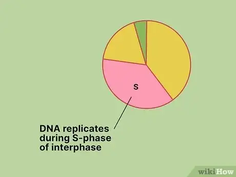 Image titled What Is the Longest Phase of the Cell Cycle Step 15