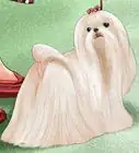 Identify a Show Worthy Maltese