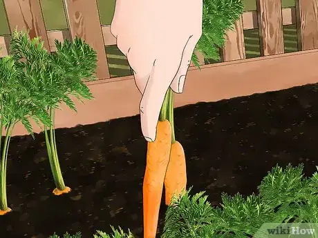 Image titled Grow Baby Carrots Step 11