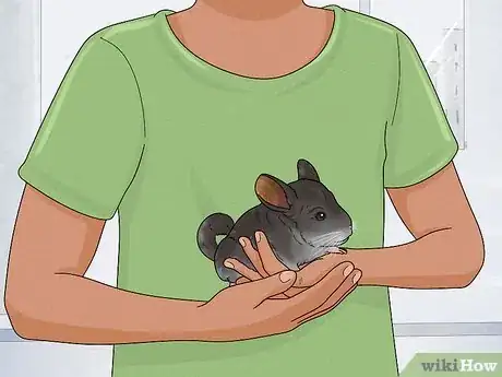 Image titled Catch a Chinchilla Step 9