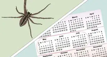 Identify a Nursery Web Spider