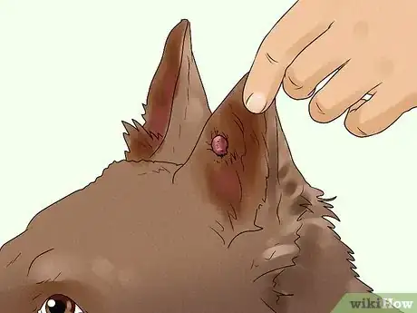 Image titled Treat a Ruptured Cyst on a Dog Step 6