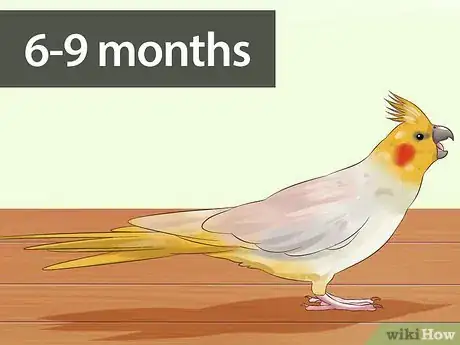 Image titled Tell if a Cockatiel Is Male or Female Step 1