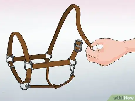 Image titled Halter a Horse Step 1